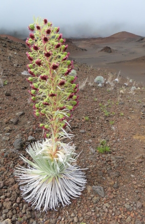 Haleakalā Silversword Photo Archive Argyroxiphium sandwicense subsp. macrocephalum