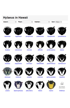 Hylaeus in Hawaii - Starr Environmental