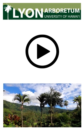 Lyon Arboretum - Let's Talk Native Plants!