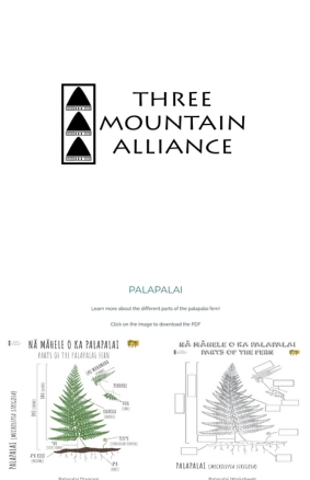 Palapalai Three Mountain Alliance (1)