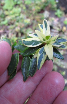 Starr Environmental - Featured Image