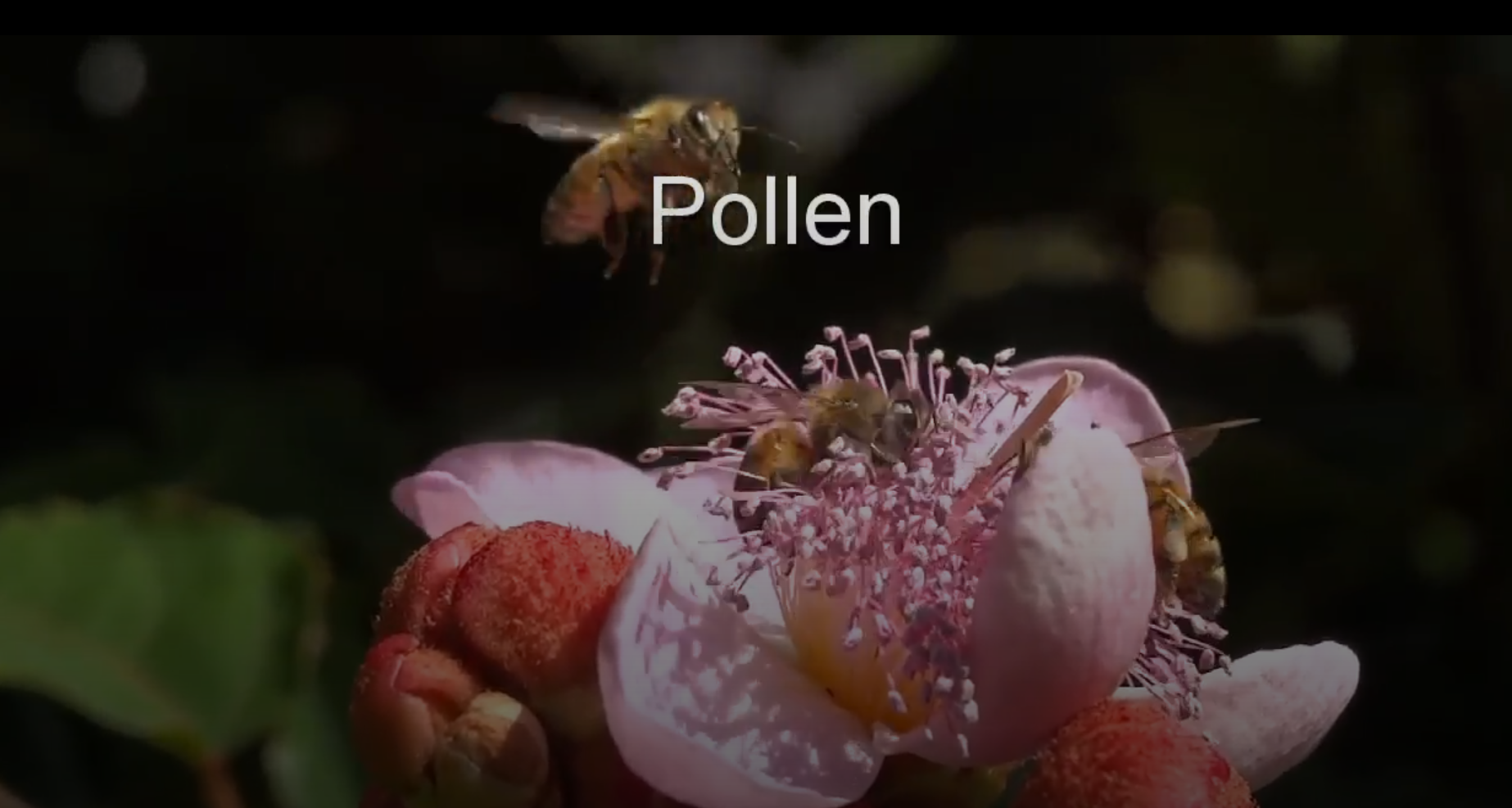 Pollen