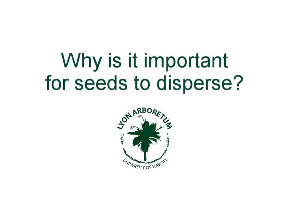 Seed dispersal