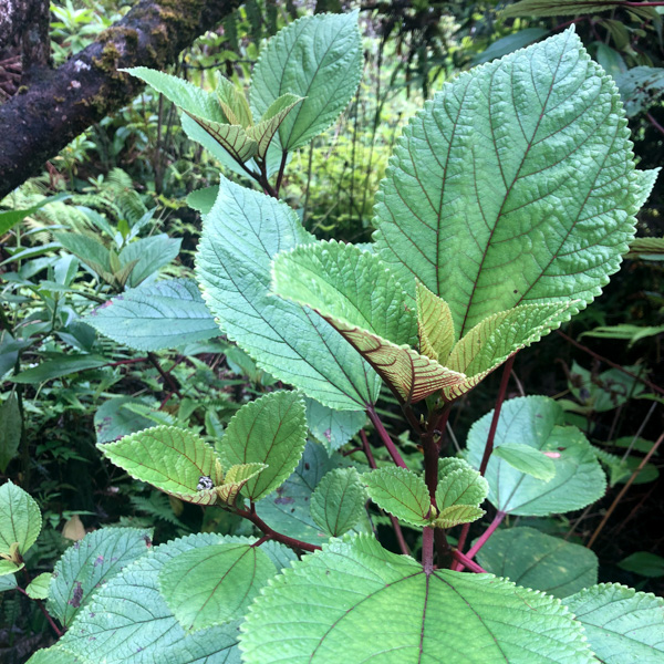 Education Tools Across the Web | East Maui Watershed Partnership