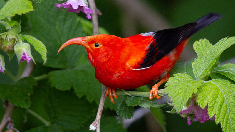 honeycreeper