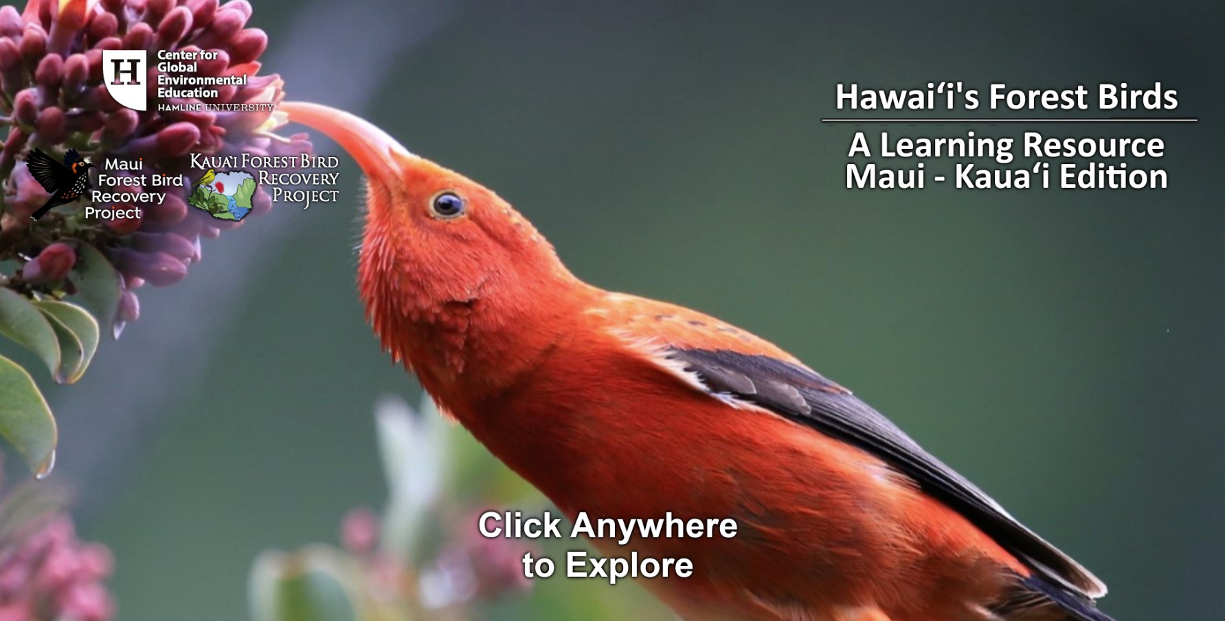 Hawaiis Forest Birds Learning Resource